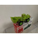 TEREX 72-81 LOADER GREEN 1:66/apx 1:64 TOMICA 118